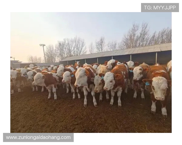 用尊龙凯时官网app下载开启您精彩纷呈的在线游戏之旅